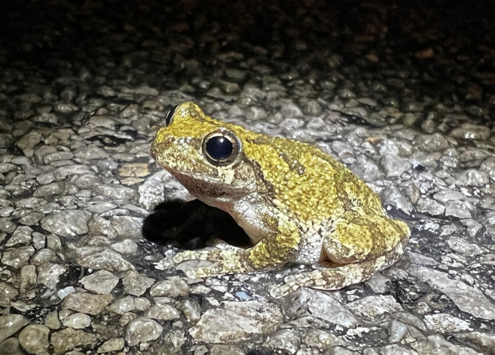 Gray Treefrog